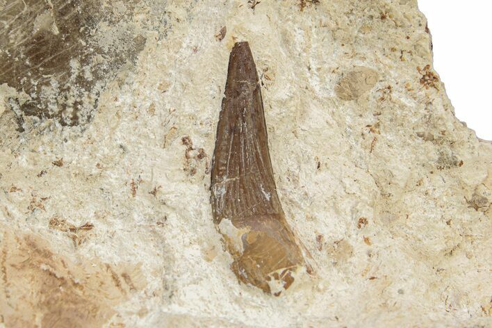 Fossil Polycotylid Plesiosaur (Thililua?) Tooth On Ammonite #252341